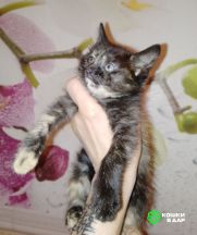 Котёнок Сонечка в добрые руки!