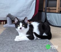 Смешной котёнок Коржик с мухой на носу ищет семью!