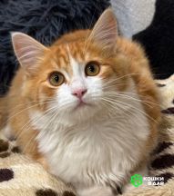 Рыжий Лео. Котенок в добрые руки.