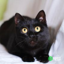 Изображение WhatsApp 2025-10-02 в 15.24.50_785ef1b5