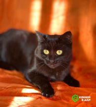 Изображение WhatsApp 2025-10-02 в 15.25.30_c07a5fae