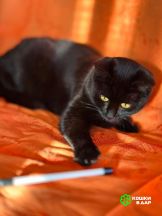 Изображение WhatsApp 2025-10-02 в 15.25.31_197e478b