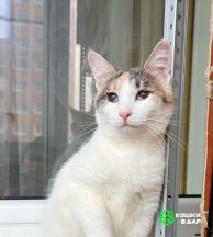 Почти слепая кошечка Хлоя ищет доброе сердце, в добрые руки