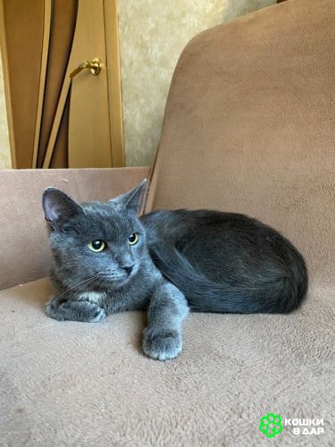 Ручная русская голубая кошка Лилу в добрые руки