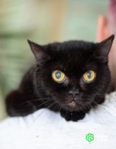Черная кошка - крошка Багира в добрые руки