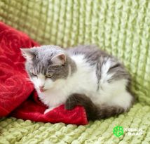 Изображение WhatsApp 2024-08-16 в 08.21.27_17378139