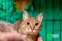 Изображение WhatsApp 2024-05-31 в 13.08.07_2c3dbf87