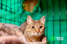 Изображение WhatsApp 2024-05-31 в 13.08.07_d2e21921